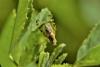 Sphenella marginata